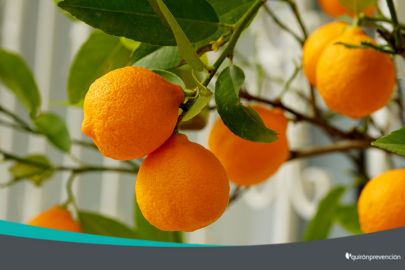blog_naranjasimagenpequeña
