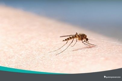 mosquito posado en el brazo de una persona imagen pequeña
