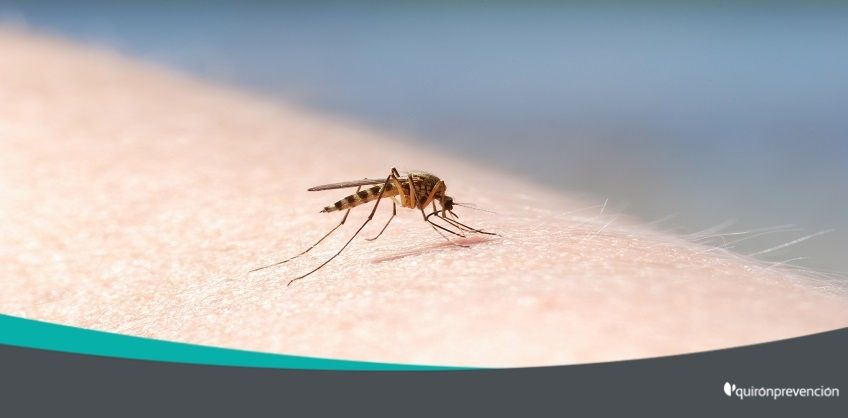 mosquito posado en el brazo de una persona imagen grande