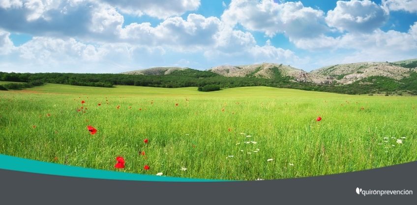 panorámica de un campo florecido imagen grande