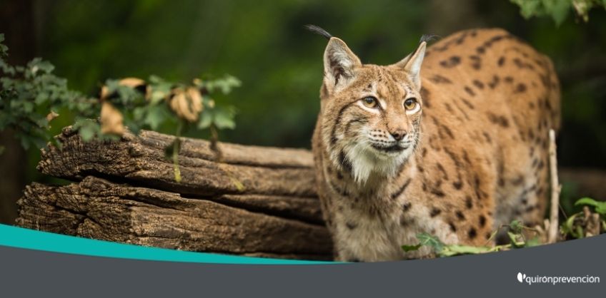 imagen de un lince en la naturaleza imagen grande