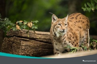 imagen de un lince en la naturaleza imagen pequeña