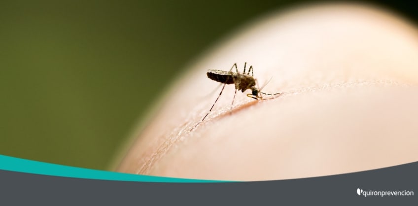mosquito picando imagen grande