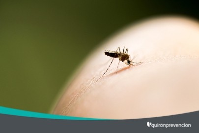 mosquito picando imagen pequeña