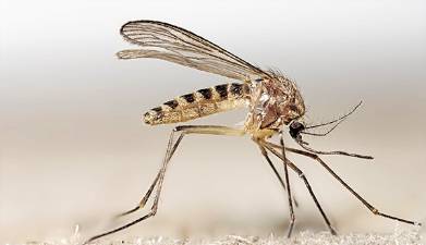 mosquito comun