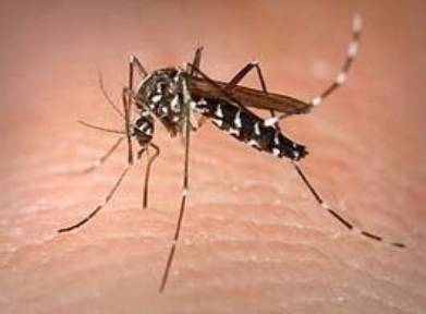 mosquito tigre