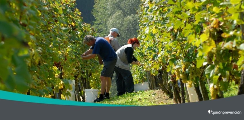 trabajadores recolectando uvas imagen grande