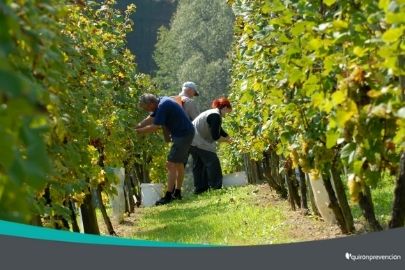 trabajadores recolectando uvas imagen pequeña