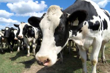 vacas pastando