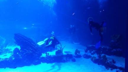 foto fondo acuario (1)