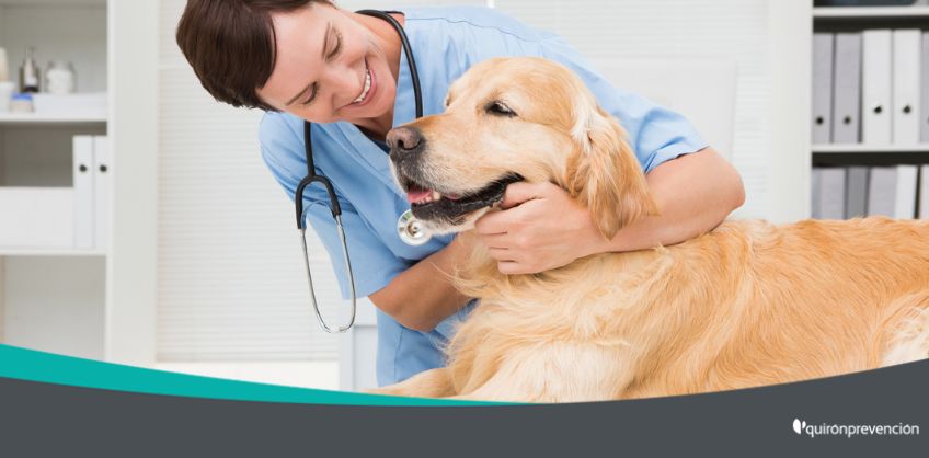 veterinaria_con_perro_imagengrande