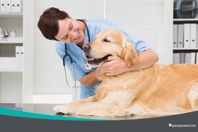 veterinaria_con_perro_imagenpequeña